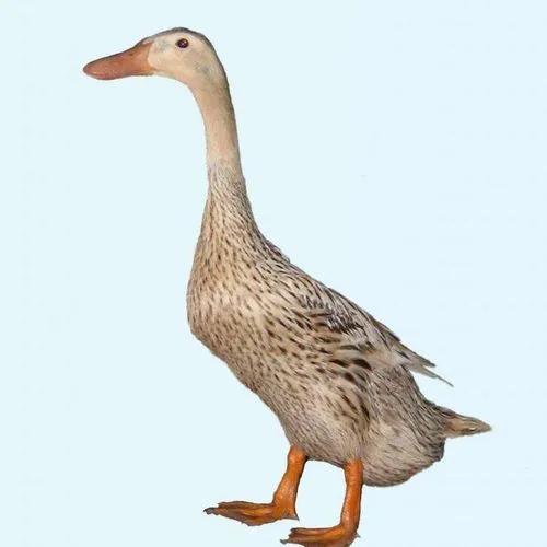 麻鴨